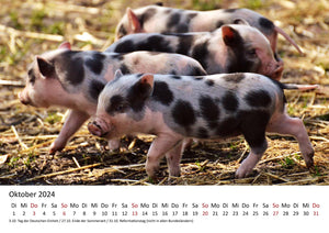 Edition Seidel Premium Kalender Schweinchen 2024 Format DIN A3 Wandkalender Tierkalender Tiere Schwein Ferkel Frischling Wildschwein heimische Säugetiere