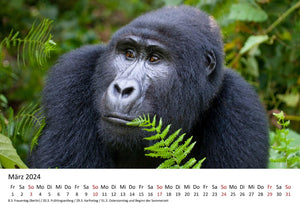 Edition Seidel Premium Kalender Faszination Gorillas 2024 Format DIN A3 Wandkalender Tierkalender Afrika Regenwald Affen Primaten Wildtiere Waldtiere