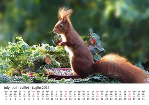 Edition Seidel Premium Kalender Eichhörnchen 2024 Format DIN A3 Wandkalender Tierkalender Wildtiere Waldtiere heimische Tiere