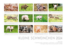 Laden Sie das Bild in den Galerie-Viewer, Edition Seidel Premium Kalender Kleine Schweinchen 2024 Format DIN A3 Wandkalender Tierkalender Schwein Ferkel Frischling Tierkinder Haustiere heimische Säugetiere
