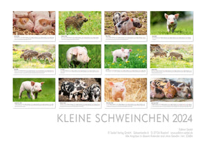 Edition Seidel Premium Kalender Kleine Schweinchen 2024 Format DIN A3 Wandkalender Tierkalender Schwein Ferkel Frischling Tierkinder Haustiere heimische Säugetiere