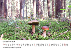 Edition Seidel Premium Kalender Impressionen Wald 2024 Format DIN A3 Wandkalender Naturkalender Natur Bäume Wälder Wasserfall Wiese Laub Waldsee Farn Moos