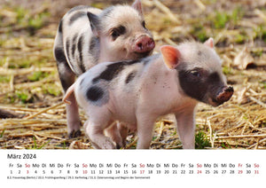 Edition Seidel Premium Kalender Kleine Schweinchen 2024 Format DIN A3 Wandkalender Tierkalender Schwein Ferkel Frischling Tierkinder Haustiere heimische Säugetiere