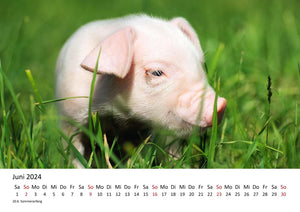 Edition Seidel Premium Kalender Kleine Schweinchen 2024 Format DIN A3 Wandkalender Tierkalender Schwein Ferkel Frischling Tierkinder Haustiere heimische Säugetiere