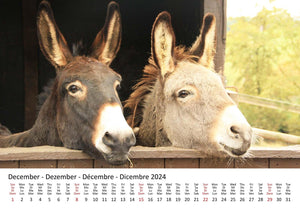 Edition Seidel Premium Kalender Esel 2024 Format DIN A3 Wandkalender Eselkalender Hausesel Stute Hengst Fohlen Säugetier Bauernhof