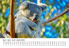 Laden Sie das Bild in den Galerie-Viewer, Edition Seidel Premium Kalender Koalas International 2024 Format DIN A3 Wandkalender Tierkalender Australien Koala Eukalyptus Wald Säugetier
