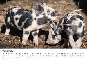 Edition Seidel Premium Kalender Kleine Schweinchen 2024 Format DIN A3 Wandkalender Tierkalender Schwein Ferkel Frischling Tierkinder Haustiere heimische Säugetiere