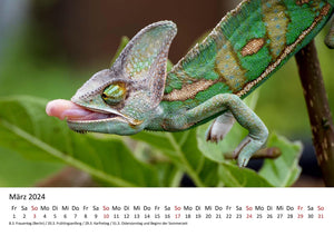 Edition Seidel Premium Kalender Faszination Chamäleons 2024 Format DIN A3 Wandkalender Tierkalender Eidechse Reptilie Schuppenkriechtier Leguan Wildtier