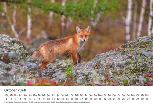 Edition Seidel Premium Kalender Füchse 2024 Format DIN A3 Wandkalender Tierkalender Fuchs Tiere Wildtiere Waldtiere