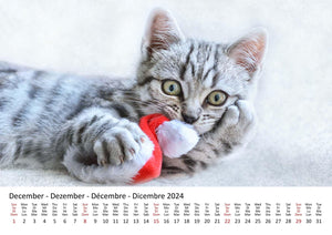 Edition Seidel Premium Kalender Süße Kätzchen 2024 Format DIN A3 Wandkalender Katzenkalender Haustiere Katzen Kinder Katze Kater Kitten