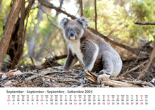 Laden Sie das Bild in den Galerie-Viewer, Edition Seidel Premium Kalender Koalas International 2024 Format DIN A3 Wandkalender Tierkalender Australien Koala Eukalyptus Wald Säugetier
