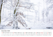 Laden Sie das Bild in den Galerie-Viewer, Edition Seidel Premium Kalender Mythos Wald 2024 Format DIN A3 Wandkalender Europa Deutschland Laubwald Mischwald Bärlauch Christian Müringer
