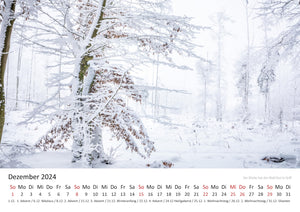 Edition Seidel Premium Kalender Mythos Wald 2024 Format DIN A3 Wandkalender Europa Deutschland Laubwald Mischwald Bärlauch Christian Müringer