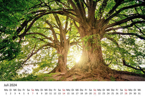 Edition Seidel Premium Kalender Impressionen Wald 2024 Format DIN A3 Wandkalender Naturkalender Natur Bäume Wälder Wasserfall Wiese Laub Waldsee Farn Moos