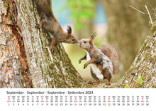 Laden Sie das Bild in den Galerie-Viewer, Edition Seidel Premium Kalender Eichhörnchen 2024 Format DIN A3 Wandkalender Tierkalender Wildtiere Waldtiere heimische Tiere
