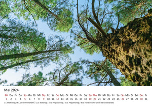 Edition Seidel Premium Kalender Impressionen Wald 2024 Format DIN A3 Wandkalender Naturkalender Natur Bäume Wälder Wasserfall Wiese Laub Waldsee Farn Moos