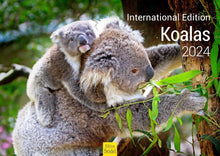 Laden Sie das Bild in den Galerie-Viewer, Edition Seidel Premium Kalender Koalas International 2024 Format DIN A3 Wandkalender Tierkalender Australien Koala Eukalyptus Wald Säugetier
