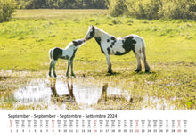 Laden Sie das Bild in den Galerie-Viewer, Edition Seidel Premium Kalender Ponys International 2024 Format DIN A3 Wandkalender Tierkalender Pferdekalender Pony Fohlen Stute Hengst Islandpferd
