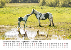 Edition Seidel Premium Kalender Ponys International 2024 Format DIN A3 Wandkalender Tierkalender Pferdekalender Pony Fohlen Stute Hengst Islandpferd