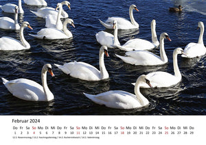 Edition Seidel Premium Kalender Schwäne 2024 Format DIN A3 Wandkalender Vogelkalender Schwan Küken Wasservögel Vögel Wildvögel Wildtiere