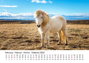 Edition Seidel Premium Kalender Ponys International 2024 Format DIN A3 Wandkalender Tierkalender Pferdekalender Pony Fohlen Stute Hengst Islandpferd