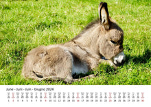 Laden Sie das Bild in den Galerie-Viewer, Edition Seidel Premium Kalender Esel 2024 Format DIN A3 Wandkalender Eselkalender Hausesel Stute Hengst Fohlen Säugetier Bauernhof
