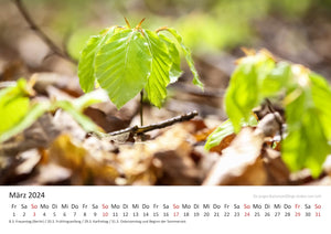 Edition Seidel Premium Kalender Mythos Wald 2024 Format DIN A3 Wandkalender Europa Deutschland Laubwald Mischwald Bärlauch Christian Müringer