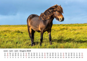 Edition Seidel Premium Kalender Ponys International 2024 Format DIN A3 Wandkalender Tierkalender Pferdekalender Pony Fohlen Stute Hengst Islandpferd