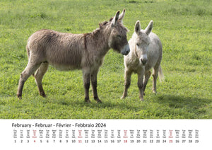 Edition Seidel Premium Kalender Esel 2024 Format DIN A3 Wandkalender Eselkalender Hausesel Stute Hengst Fohlen Säugetier Bauernhof