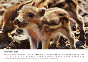 Edition Seidel Premium Kalender Schweinchen 2024 Format DIN A3 Wandkalender Tierkalender Tiere Schwein Ferkel Frischling Wildschwein heimische Säugetiere