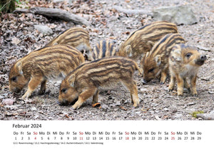 Edition Seidel Premium Kalender Schweinchen 2024 Format DIN A3 Wandkalender Tierkalender Tiere Schwein Ferkel Frischling Wildschwein heimische Säugetiere