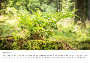 Edition Seidel Premium Kalender Mythos Wald 2024 Format DIN A3 Wandkalender Europa Deutschland Laubwald Mischwald Bärlauch Christian Müringer