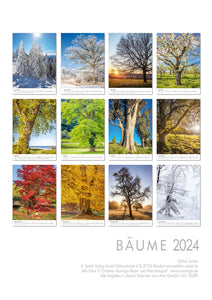 Edition Seidel Premium Kalender Bäume 2024 Format DIN A3 Wandkalender Naturkalender Jahreszeiten Baum Wald Laub Tanne Eiche Birke Ahorne Linde Kirschbaum Robinie Eukalyptus Walnuss Christian Müringer