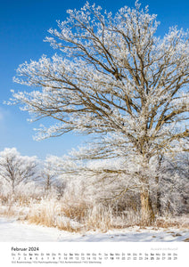 Edition Seidel Premium Kalender Bäume 2024 Format DIN A3 Wandkalender Naturkalender Jahreszeiten Baum Wald Laub Tanne Eiche Birke Ahorne Linde Kirschbaum Robinie Eukalyptus Walnuss Christian Müringer