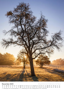 Edition Seidel Premium Kalender Bäume 2024 Format DIN A3 Wandkalender Naturkalender Jahreszeiten Baum Wald Laub Tanne Eiche Birke Ahorne Linde Kirschbaum Robinie Eukalyptus Walnuss Christian Müringer