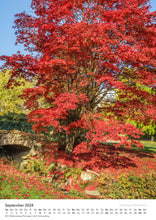 Laden Sie das Bild in den Galerie-Viewer, Edition Seidel Premium Kalender Bäume 2024 Format DIN A3 Wandkalender Naturkalender Jahreszeiten Baum Wald Laub Tanne Eiche Birke Ahorne Linde Kirschbaum Robinie Eukalyptus Walnuss Christian Müringer
