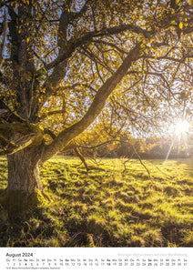 Edition Seidel Premium Kalender Bäume 2024 Format DIN A3 Wandkalender Naturkalender Jahreszeiten Baum Wald Laub Tanne Eiche Birke Ahorne Linde Kirschbaum Robinie Eukalyptus Walnuss Christian Müringer