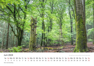 Edition Seidel Premium Kalender Mythos Wald 2024 Format DIN A3 Wandkalender Europa Deutschland Laubwald Mischwald Bärlauch Christian Müringer